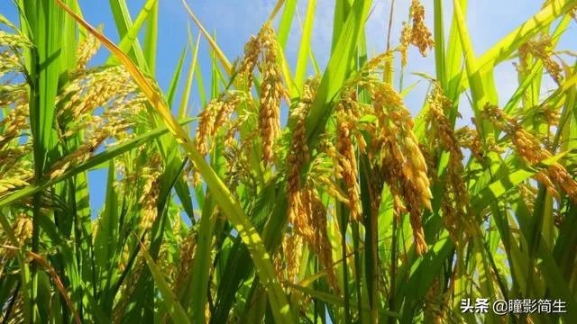 农村老话“大暑凉飕飕,立冬笑死牛”是啥意思?有道理吗?
