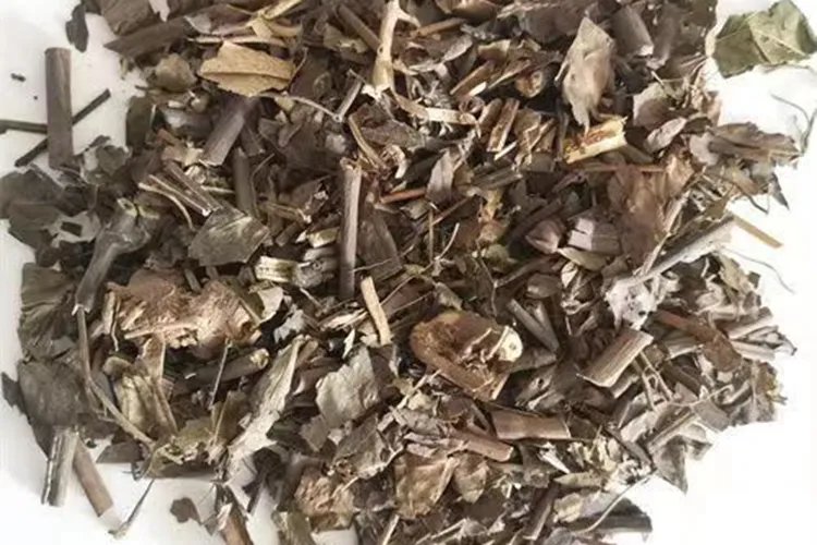中药金粟兰图片