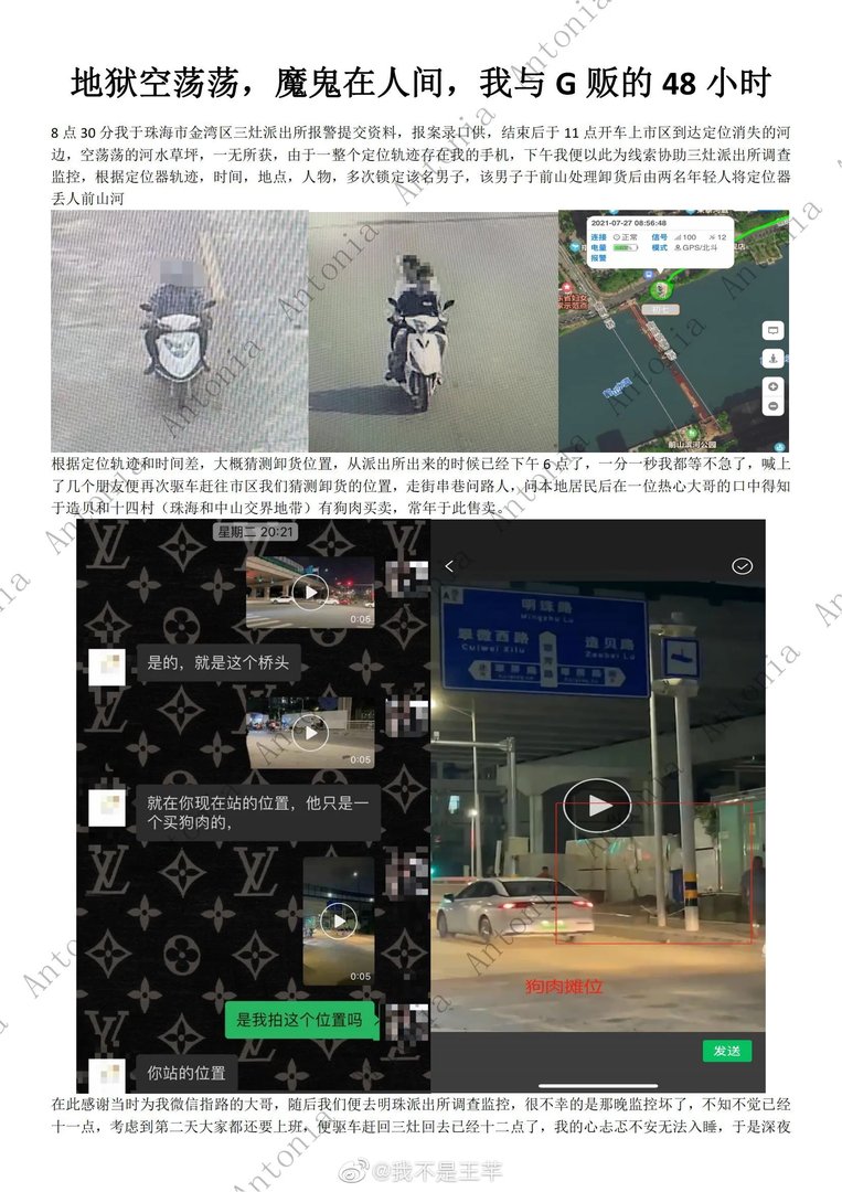 柴犬初七图片 柴犬初七被偷事件回顾