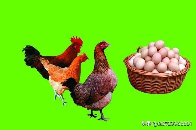农村人养什么好卖出去?例如:鸡、鸭、羊那些?