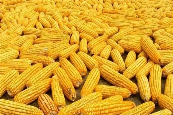 我国玉米价格每吨涨千元,对农业户有何影响?