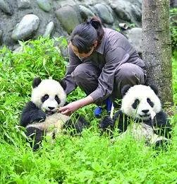 秦岭受伤大熊猫唐唐回家了,放归自然对它有什么意义?