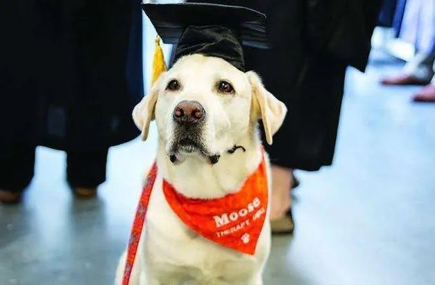 8岁治愈犬获博士学位