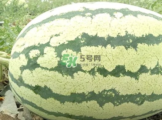 石头瓜什么时候上市?石头瓜多少钱一斤?