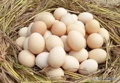 今年什么行情，鸡蛋跌回几年前的价格了，鸡蛋成了白菜价？