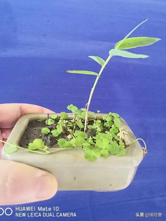 让大家来欣赏一下你做的竹盒景吧?