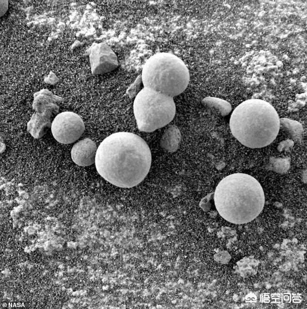 如果在火星发现了生物,人类会有什么反应?