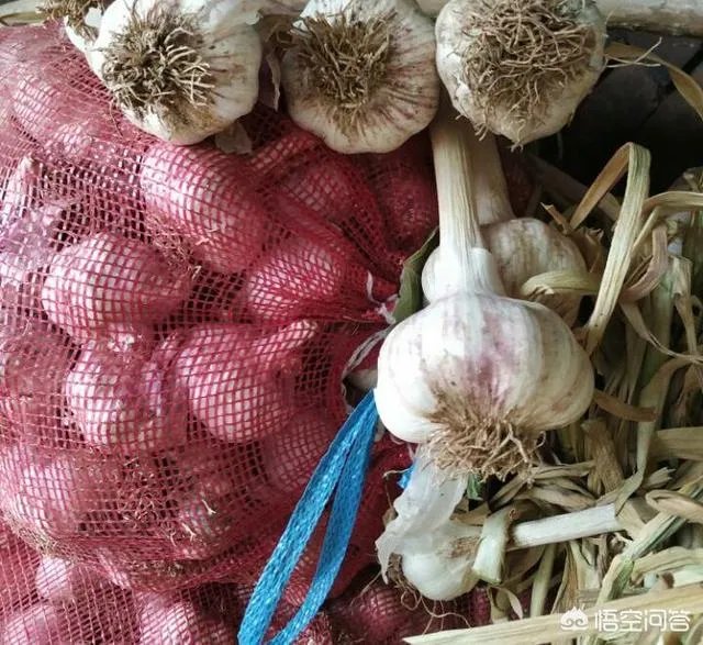 大蒜陆续上市,今年下半年我国大蒜价格会一直突飞猛进吗?