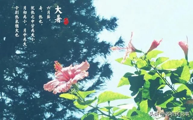 农村老话“大暑凉飕飕,立冬笑死牛”是啥意思?有道理吗?