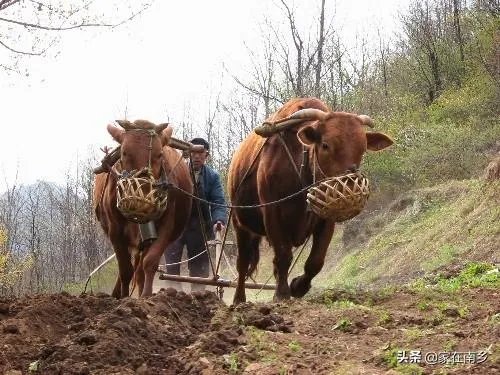 农村老话“大暑凉飕飕,立冬笑死牛”是啥意思?有道理吗?