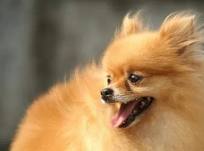 博美犬英系和美系的区别