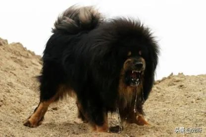 如果给三只藏獒吃了兴奋药，可以打败一只东北虎吗？为什么？