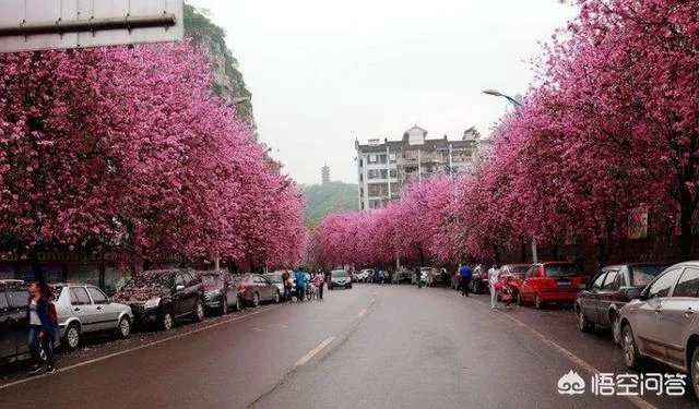 广西柳州紫荆