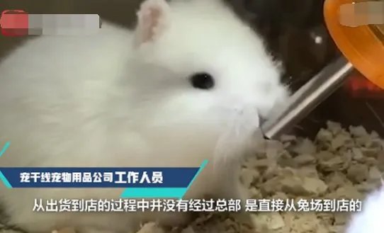 宠物店如何回应为抬价剪兔耳一事?