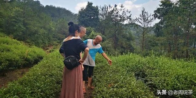 茶友们大家购茶,原产地与经销商你会选哪个?