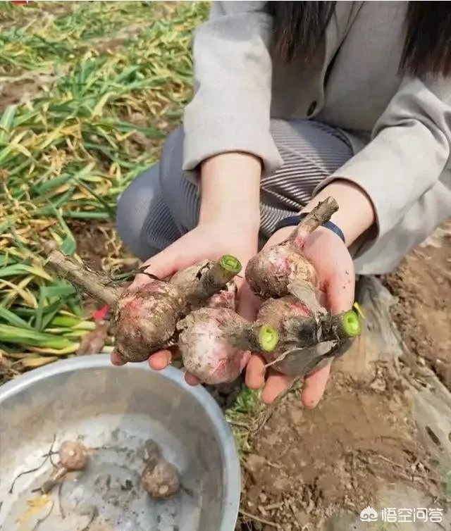 大蒜陆续上市,今年下半年我国大蒜价格会一直突飞猛进吗?