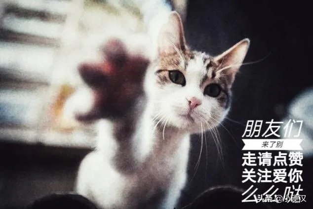 你和你的宠物如何一起跨年迎接2020?