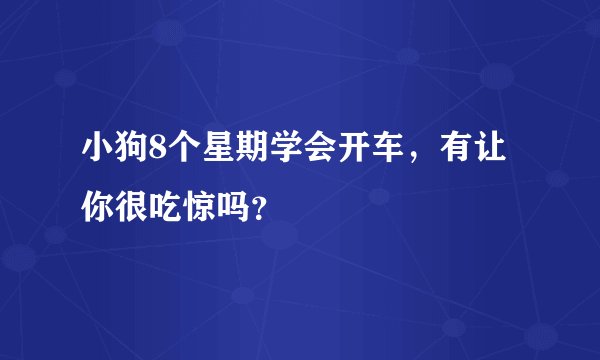 小狗8个星期学会开车，有让你很吃惊吗？