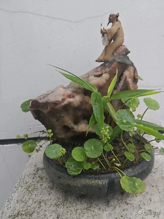 让大家来欣赏一下你做的竹盒景吧?