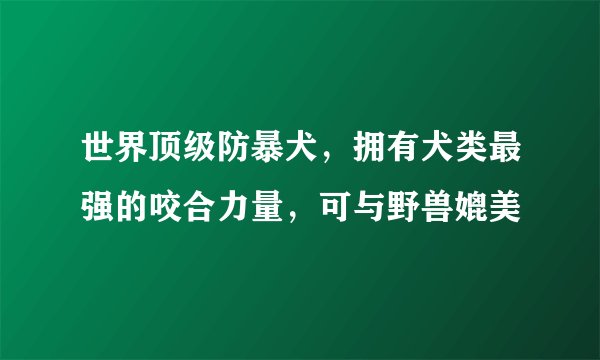 世界顶级防暴犬,拥有犬类最强的咬合力量,可与野兽媲美