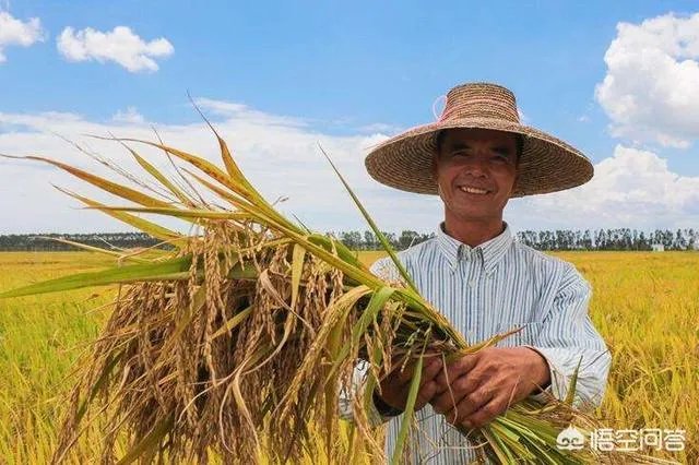 农村老话“大暑凉飕飕,立冬笑死牛”是啥意思?有道理吗?