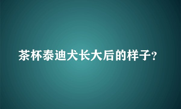 茶杯泰迪犬长大后的样子？