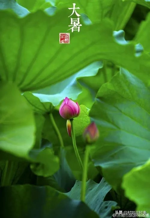 农村老话“大暑凉飕飕,立冬笑死牛”是啥意思?有道理吗?