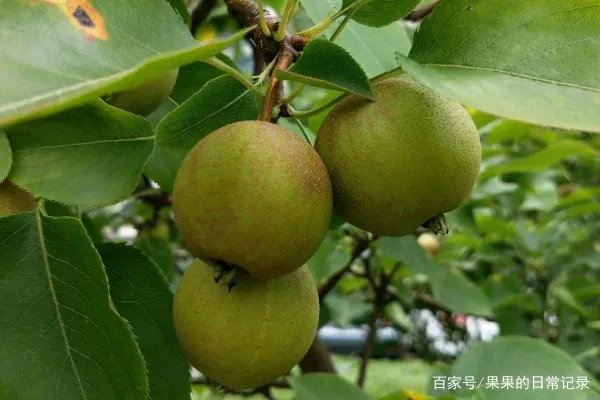 梨树的种植很广泛,如何种植梨树?