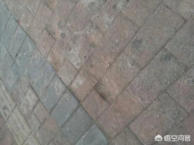 广西柳州紫荆