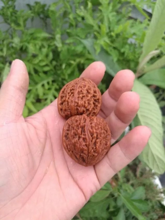 盘核桃的正确姿势是什么?