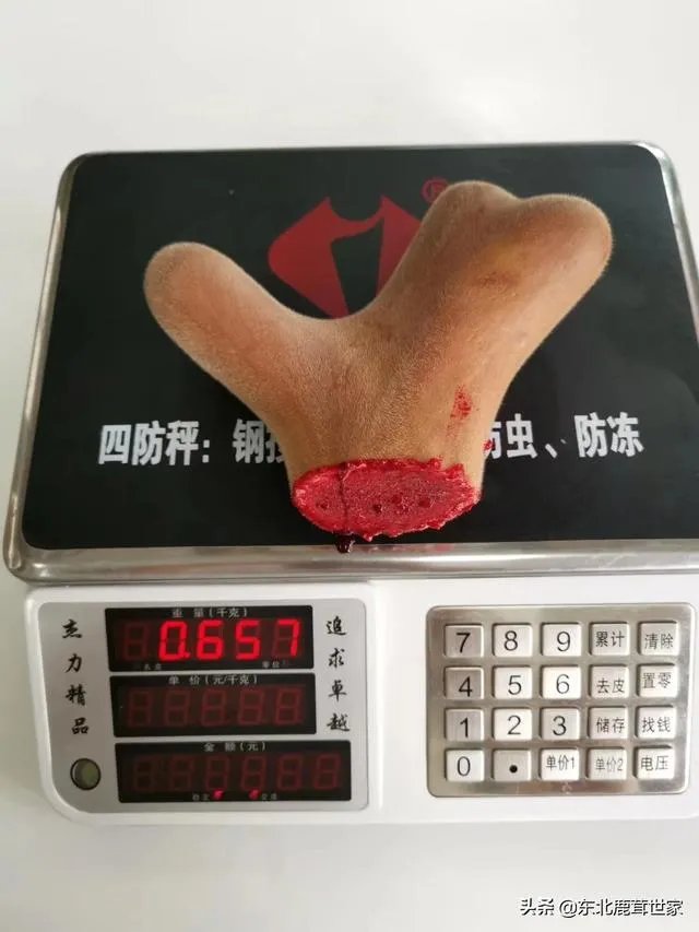 什么是好的鲜鹿茸
