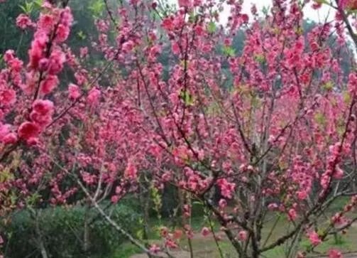 泉州哪里的桃花好看？