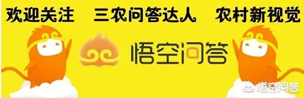 现在养猪行情如何?