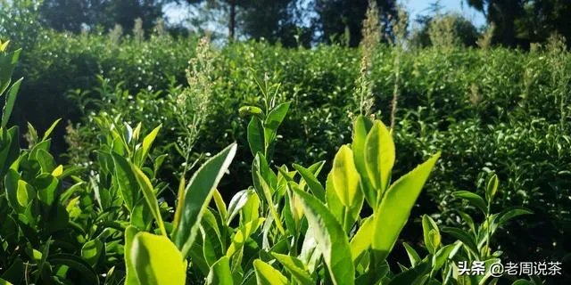 茶友们大家购茶,原产地与经销商你会选哪个?