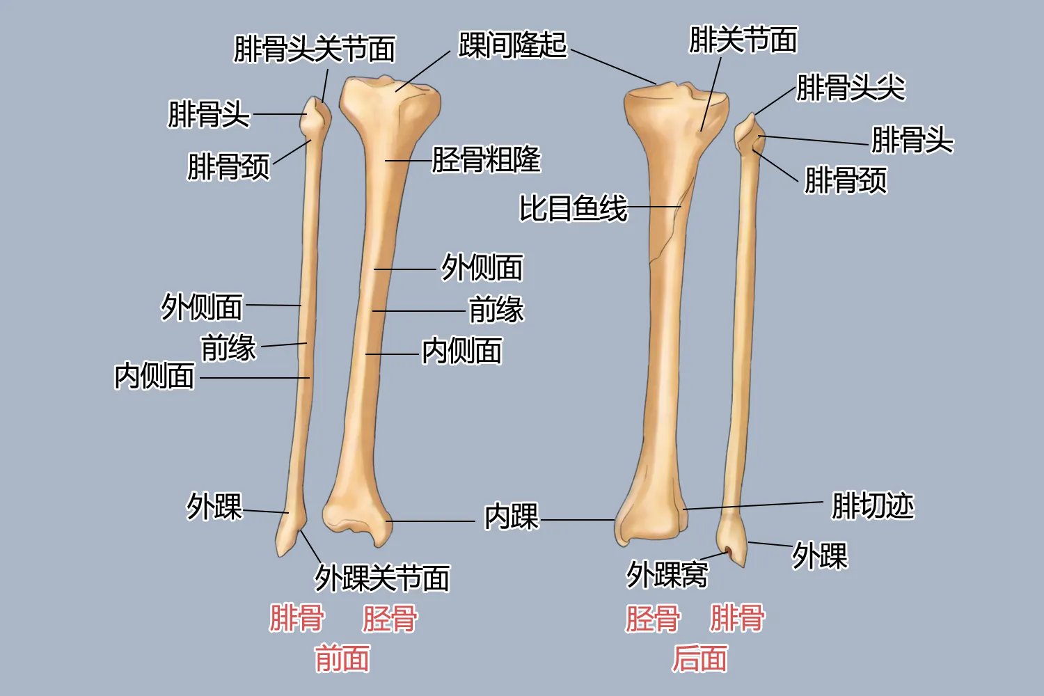 小腿骨骼结构图