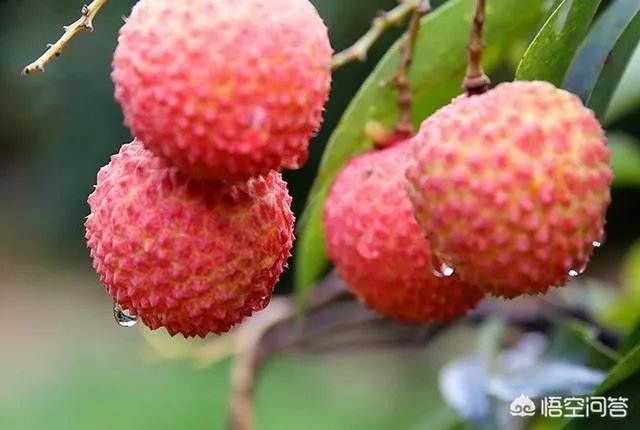 空腹吃荔枝可能导致死亡,吃荔枝时应该注意些什么?