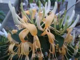 新鲜的金银花茶