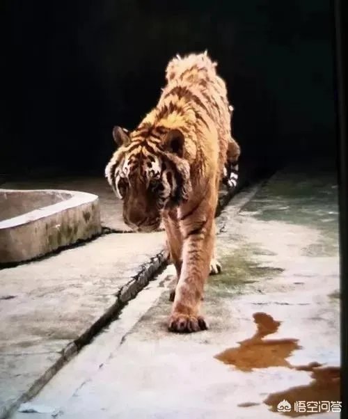 桂林熊虎山庄的游客多吗?