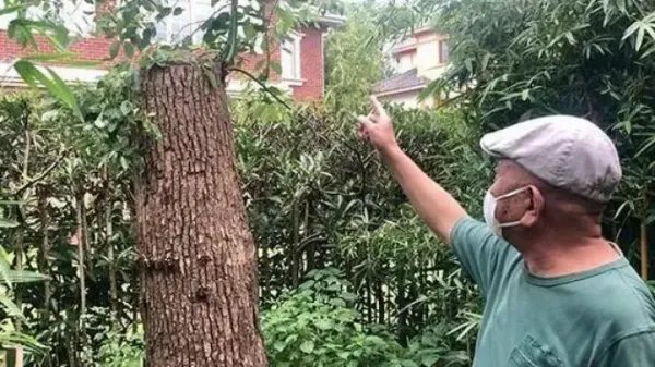 上海男子修剪自己买的香樟树竟被罚14万,这样的处罚合理吗?