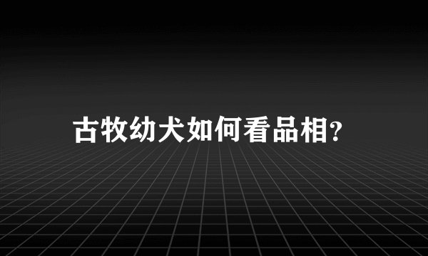 古牧幼犬如何看品相？