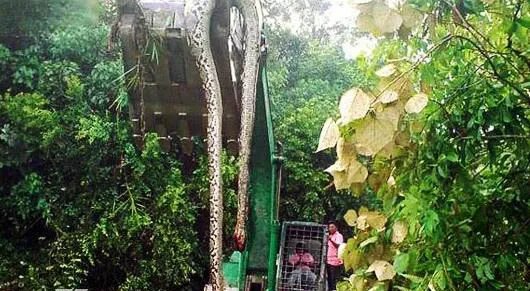 桂平挖蛇事件的经过 挖掘机挖出16米长巨蛇