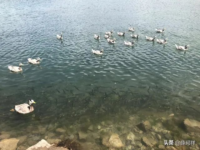 你和你的宠物如何一起跨年迎接2020?