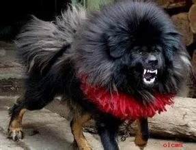鬼獒和北美灰狼谁厉害?(单挑)