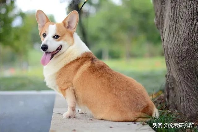 有专门出售宠物的网站吗？