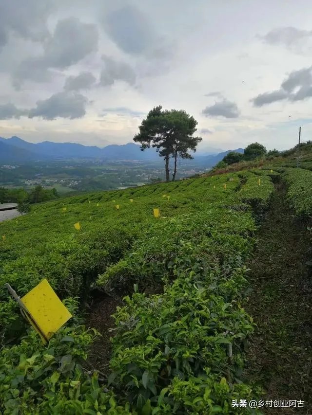 4亩地小型农庄如何规划经营?