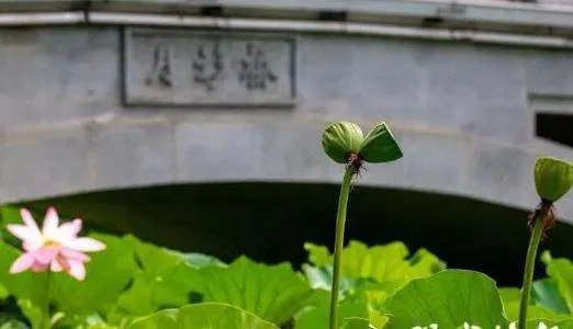 南京玄武湖并蒂莲被游客摘下,这游客素质为何这么低?