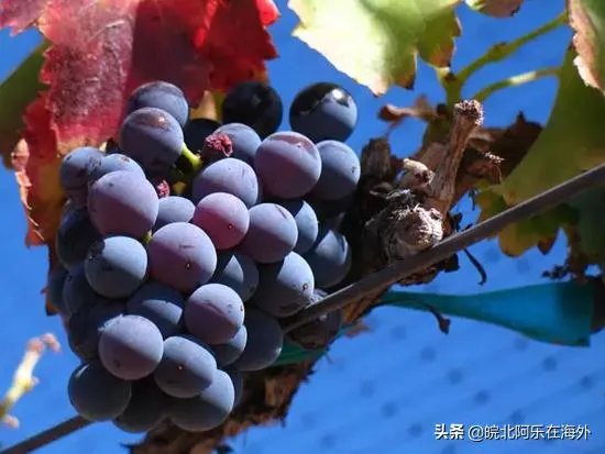 十大入门级红酒,你喝过哪几种?