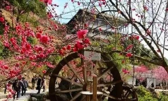泉州哪里的桃花好看？