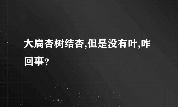 大扁杏树结杏,但是没有叶,咋回事？