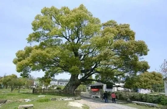 上海男子修剪自己买的香樟树竟被罚14万,这样的处罚合理吗?